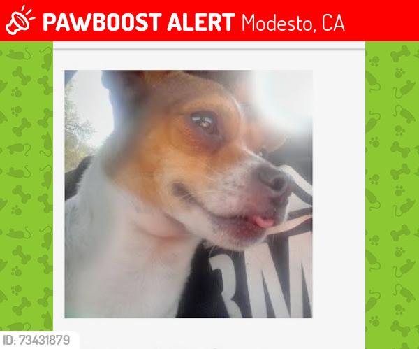 Lost Female Dog last seen Maze and spencer modesto ca, Modesto, CA 95351