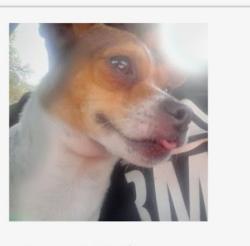 Lost Female Dog last seen Maze and spencer modesto ca, Modesto, CA 95351