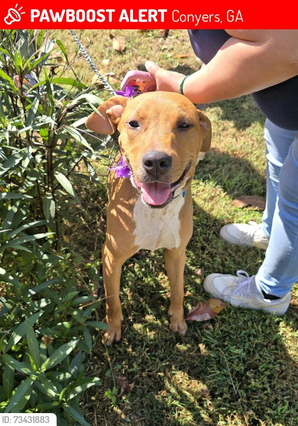 Lost Male Dog last seen Geese mill rd, Conyers, GA 30013
