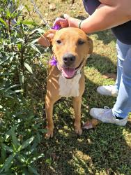 Lost Male Dog last seen Geese mill rd, Conyers, GA 30013