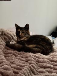 Reunited Female Cat last seen Mcgrail court Aalten Avenue, Essex, England SS8 7QP