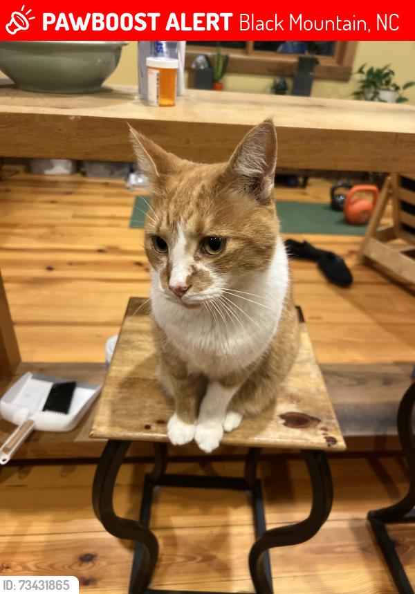 Lost Male Cat last seen Ridgecrest Post Office, Camp Ridgecrest, Black Mountain, NC 28711