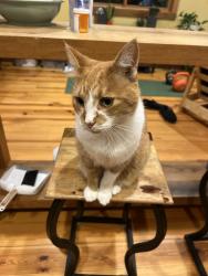 Lost Male Cat last seen Ridgecrest Post Office, Camp Ridgecrest, Black Mountain, NC 28711