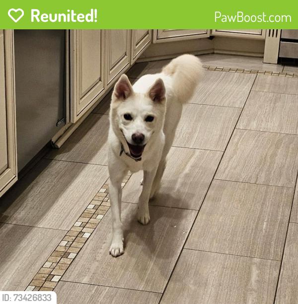 Reunited Female Dog last seen Swinks and Georgetown pike, McLean, VA 22102