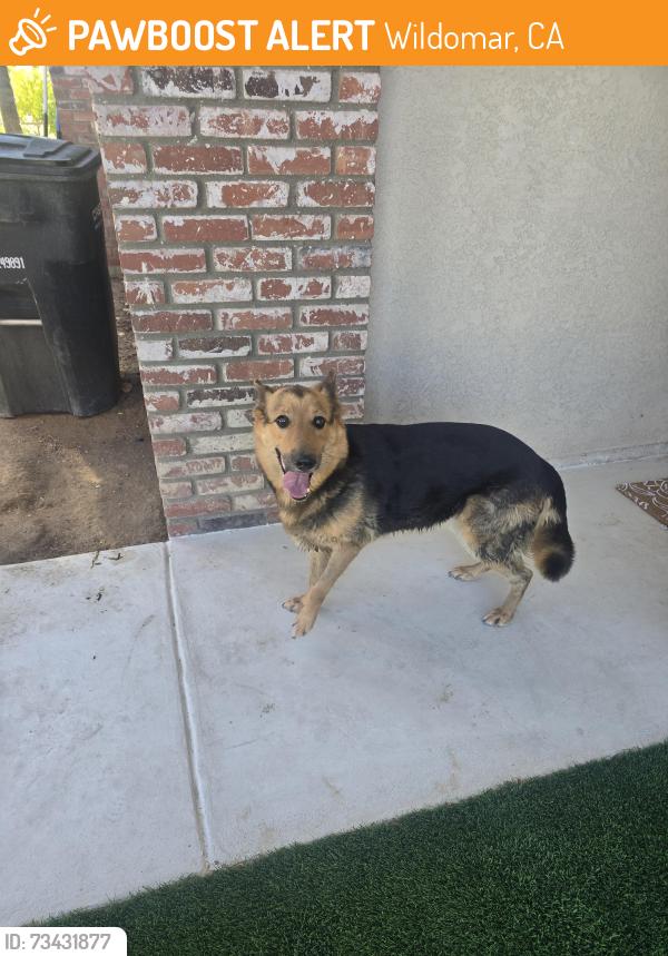 Found/Stray Female Dog last seen Owen, Wildomar, CA 92595