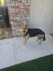 Found/Stray Female Dog last seen Owen, Wildomar, CA 92595