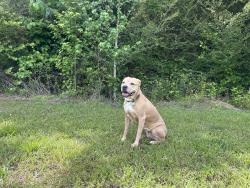 Reunited Female Dog last seen B&B Auto Sales, Odenville, AL 35120
