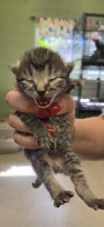 Shelter Stray Female Cat last seen In Town, 211 Kind Hearts Wy, Burnsville, NC 28714, USA