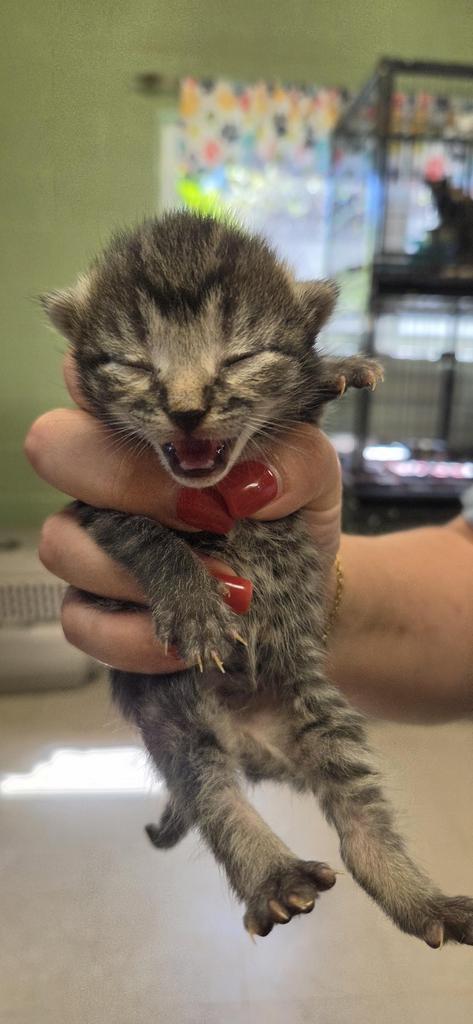 Shelter Stray Female Cat last seen In Town, 211 Kind Hearts Wy, Burnsville, NC 28714, USA