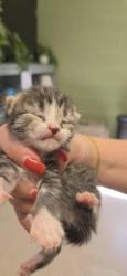 Shelter Stray Female Cat last seen In Town, 211 Kind Hearts Wy, Burnsville, NC 28714, USA