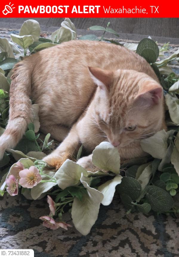 Lost Male Cat last seen W Ross St and grand, Waxahachie, TX 75165