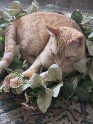 Lost Male Cat last seen W Ross St and grand, Waxahachie, TX 75165
