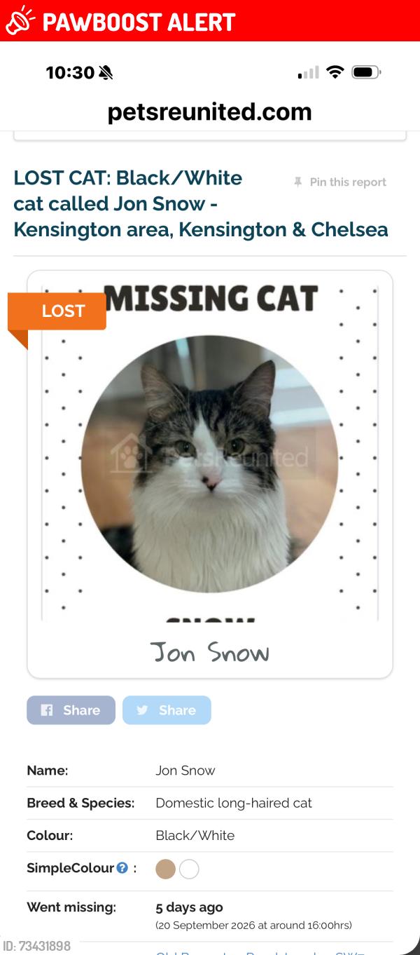 Lost Male Cat last seen Petrol station Old Brompton Rd, South Kensington, England SW7 3RD