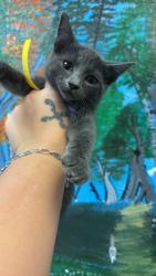 Shelter Stray Female Cat last seen Bexar County, 3353 Morningside Dr, New Braunfels, TX 78132, USA