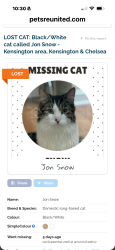 Lost Male Cat last seen Petrol station Old Brompton Rd, South Kensington, England SW7 3RD