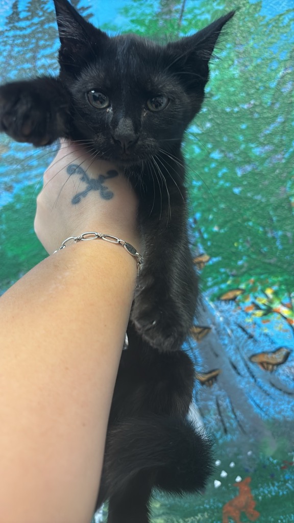Shelter Stray Male Cat last seen Bexar County, 3353 Morningside Dr, New Braunfels, TX 78132, USA