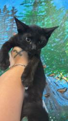 Shelter Stray Female Cat last seen Bexar County, 3353 Morningside Dr, New Braunfels, TX 78132, USA