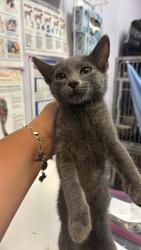 Shelter Stray Male Cat last seen Bexar County, 3353 Morningside Dr, New Braunfels, TX 78132, USA