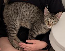Found/Stray Female Cat last seen via Marisol, Los angeles, 90042, Los Angeles, CA 90042
