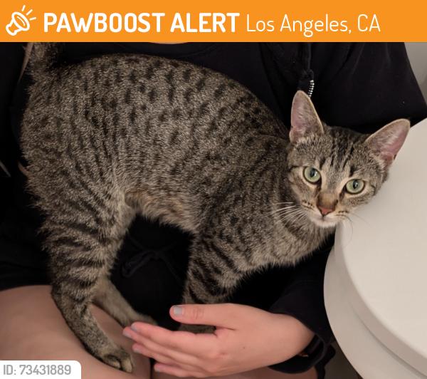Found/Stray Female Cat last seen via Marisol, Los angeles, 90042, Los Angeles, CA 90042