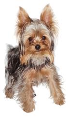Reunited Male Dog last seen 19th Street @ Diamond, San Francisco, CA 94114