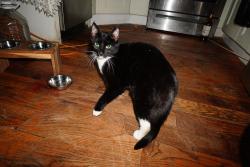 Lost Female Cat last seen Flatbush Veterinary Clinic, Brooklyn, NY 11210