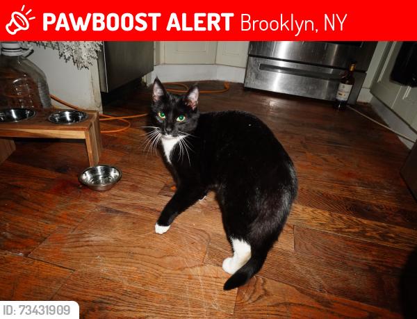 Lost Female Cat last seen Flatbush Veterinary Clinic, Brooklyn, NY 11210