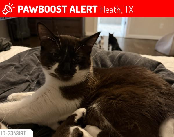 Lost Male Cat last seen Chapel View and Hubbard, Heath, TX 75032