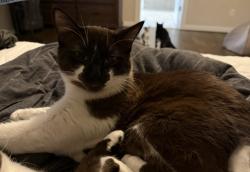 Lost Male Cat last seen Chapel View and Hubbard, Heath, TX 75032