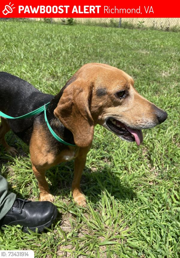 Lost Male Dog last seen Near mountain pine blvd Chesterfield Va, Richmond, VA 23235
