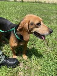 Lost Male Dog last seen Near mountain pine blvd Chesterfield Va, Richmond, VA 23235