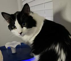Lost Male Cat last seen Chapel View and Hubbard, Heath, TX 75032