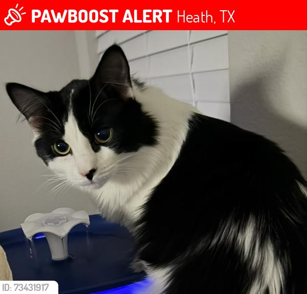 Lost Male Cat last seen Chapel View and Hubbard, Heath, TX 75032