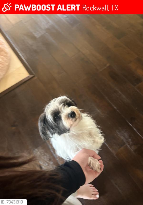 Lost Female Dog last seen Oak dr and Skylar dr, fox chase neighborhood, Rockwall, TX 75032