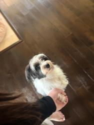 Lost Female Dog last seen Oak dr and Skylar dr, fox chase neighborhood, Rockwall, TX 75032