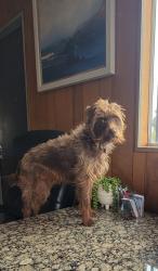 Reunited Male Dog last seen Near prarie ave torrance ca, Torrance, CA 90504