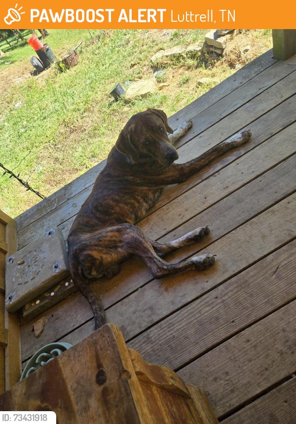 Found/Stray Male Dog last seen Texas Hollow rd, Hamilton Gap, Luttrell, TN 37779