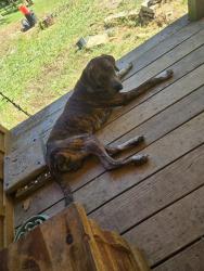 Found/Stray Male Dog last seen Texas Hollow rd, Hamilton Gap, Luttrell, TN 37779