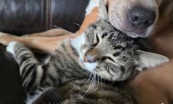 Lost Male Cat last seen Raleigh Road Pkwy W, Wilson, NC 27893