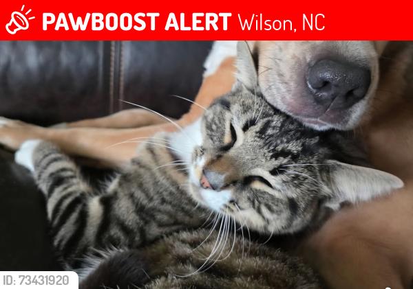 Lost Male Cat last seen Raleigh Road Pkwy W, Wilson, NC 27893