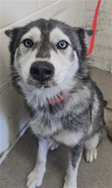 Shelter Stray Female Dog last seen JOHNSTON AND EIGHTH, 333 Chandler Pl, San Bernardino, CA 92408, USA