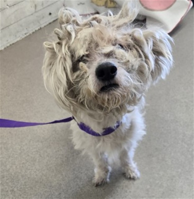 Shelter Stray Male Dog last seen Near BLOCK W 2ND ST, 333 Chandler Pl, San Bernardino, CA 92408, USA