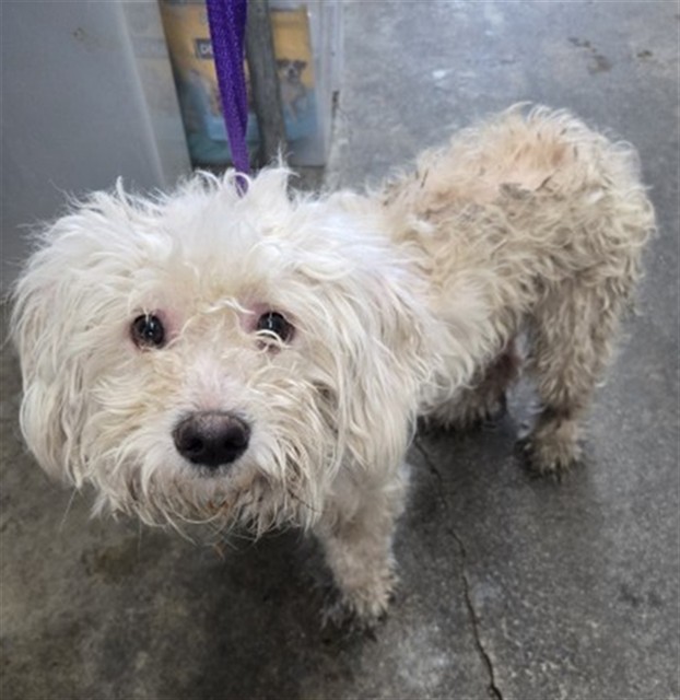 Shelter Stray Male Dog last seen Near BLOCK W 2ND ST, 333 Chandler Pl, San Bernardino, CA 92408, USA