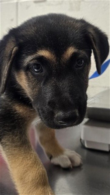 Shelter Stray Male Dog last seen OLIVE ST X 10TH ST, 333 Chandler Pl, San Bernardino, CA 92408, USA