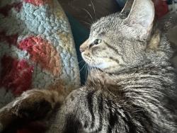 Lost Female Cat last seen 5th and Legion, Everett, WA 98201
