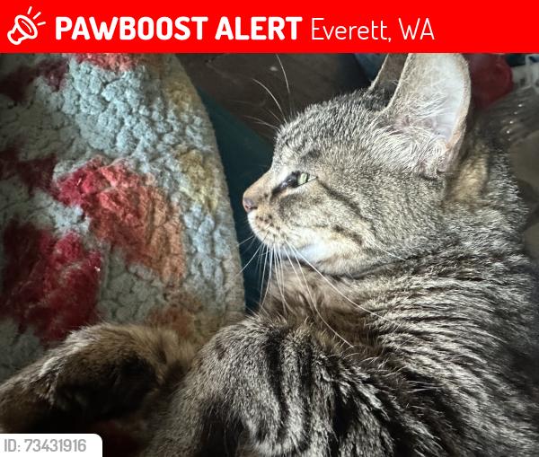 Lost Female Cat last seen 5th and Legion, Everett, WA 98201