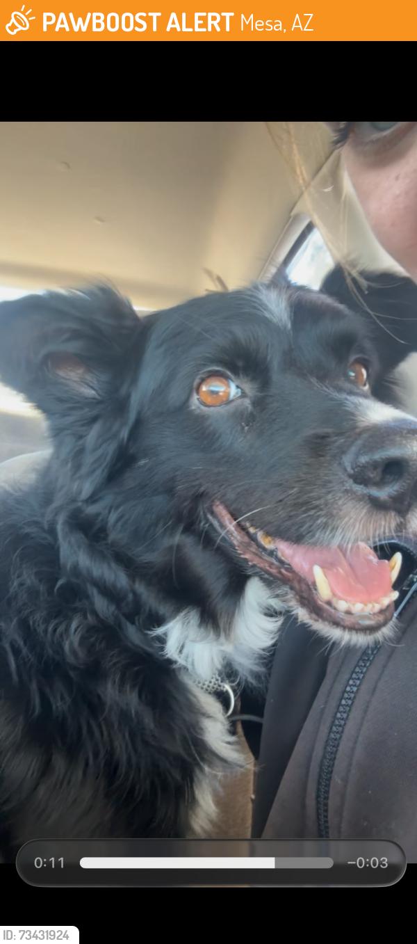 Found/Stray Male Dog last seen about to run in the road, Mesa, AZ 85207