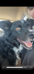 Found/Stray Male Dog last seen about to run in the road, Mesa, AZ 85207