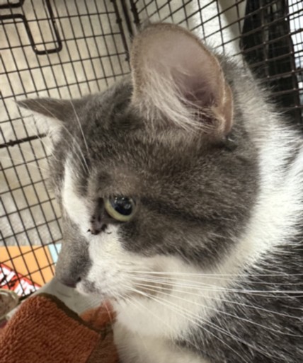 Shelter Stray Male Cat last seen , West Valley Animal Shelter, 20655 Plummer St, Chatsworth, CA 91311, USA