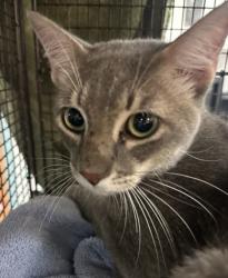 Shelter Stray Male Cat last seen , West Valley Animal Shelter, 20655 Plummer St, Chatsworth, CA 91311, USA